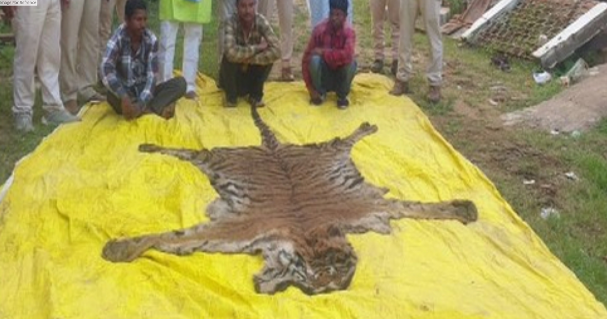 Chhattisgarh: 6 accused held with tiger, leopard skins in Surajpur